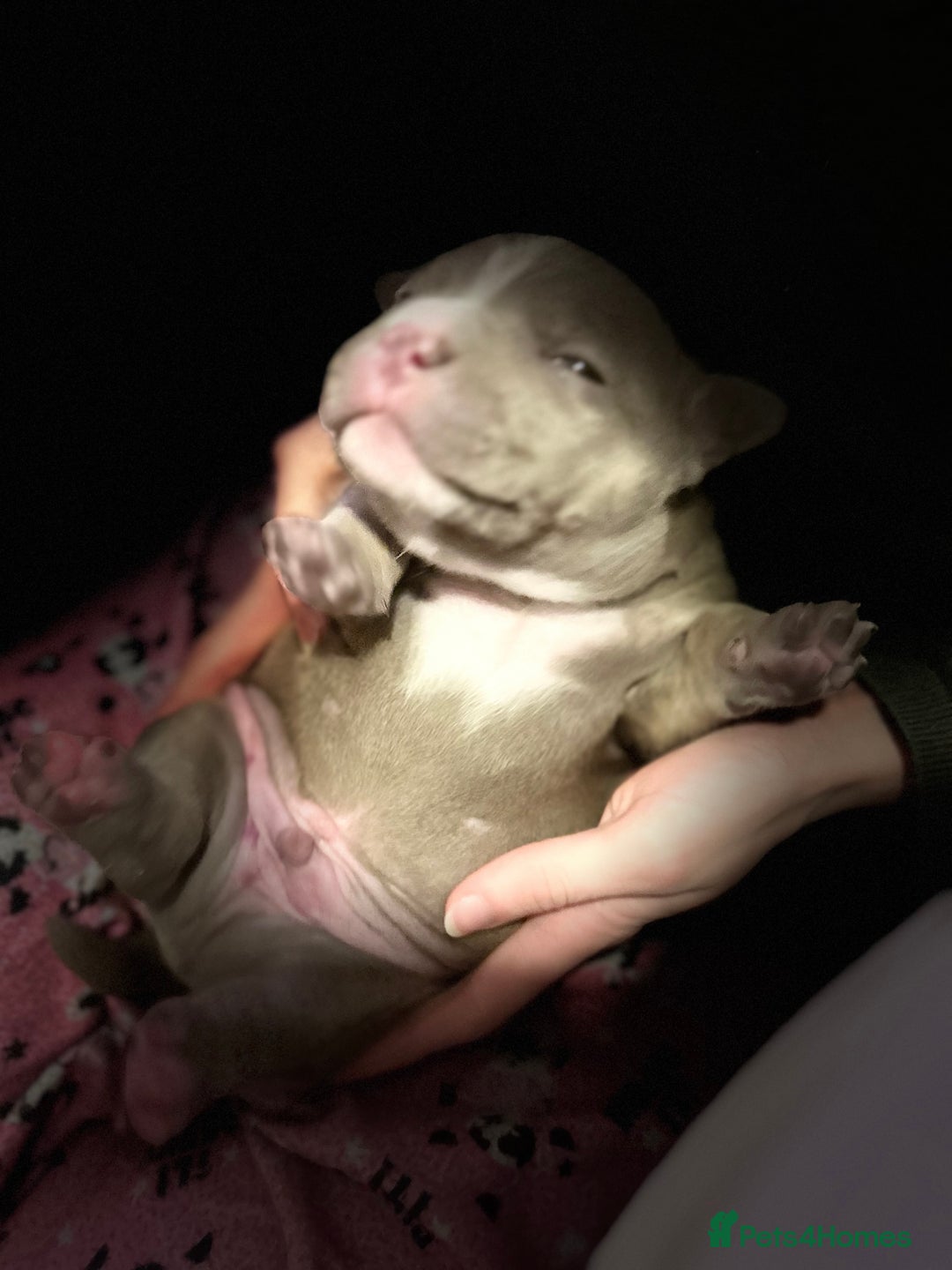 American Bully dogs for sale: Pocket Bully Litter - Image 10