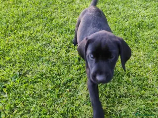 Labrador Retriever dogs Labrador pups - Advert 1