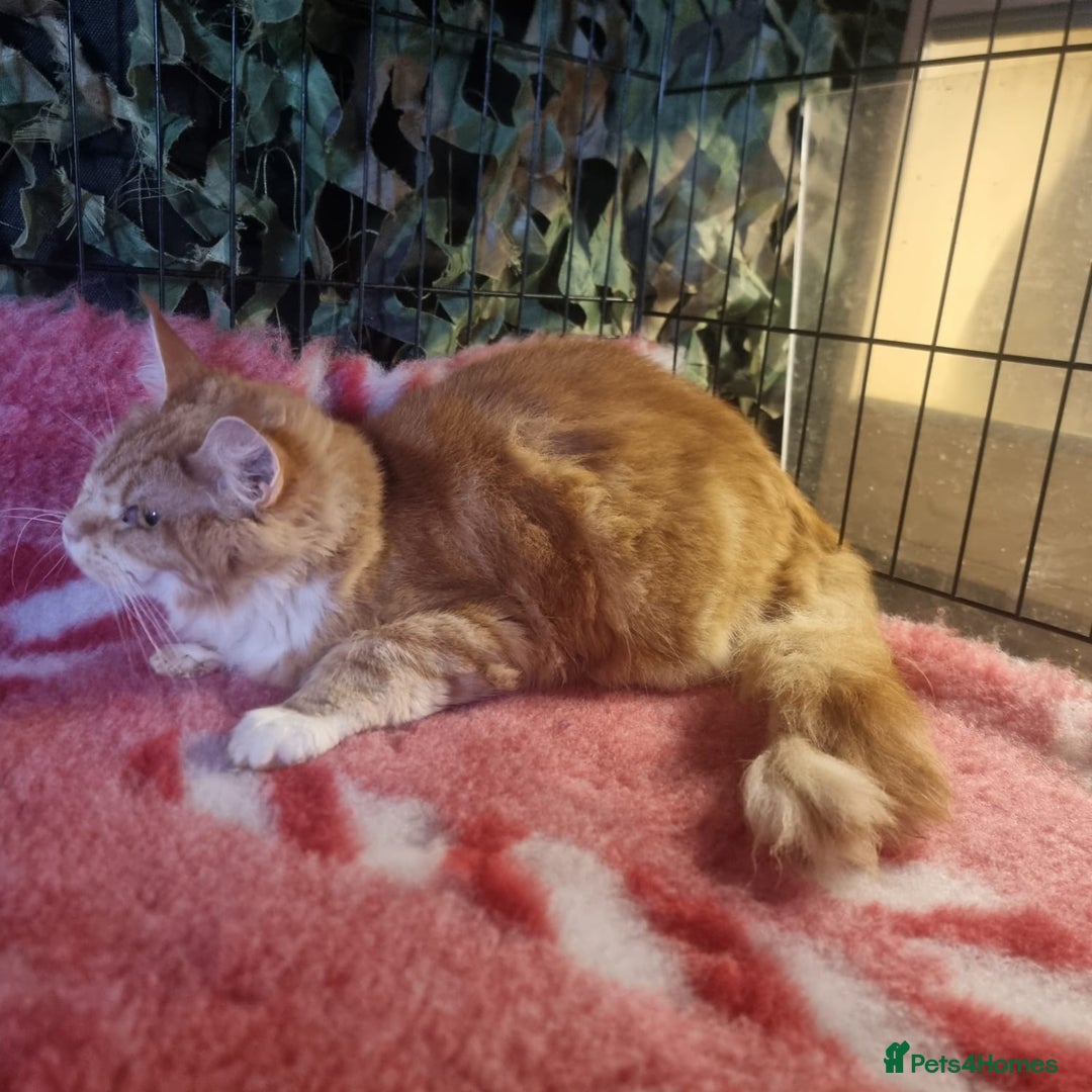 Maine Coon cats for sale: ** female ginger maine coon ** - Advert 2