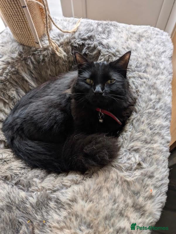 Mixed Breed cats Six adorable and sweet natured kittens - Advert 1