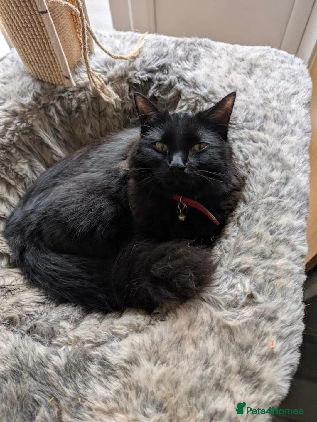 Mixed Breed cats for sale: Six adorable and sweet natured kittens in Kilmarnock - Advert 1