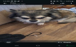 Pomchi dogs for sale: Pomchi puppys  - Image 7