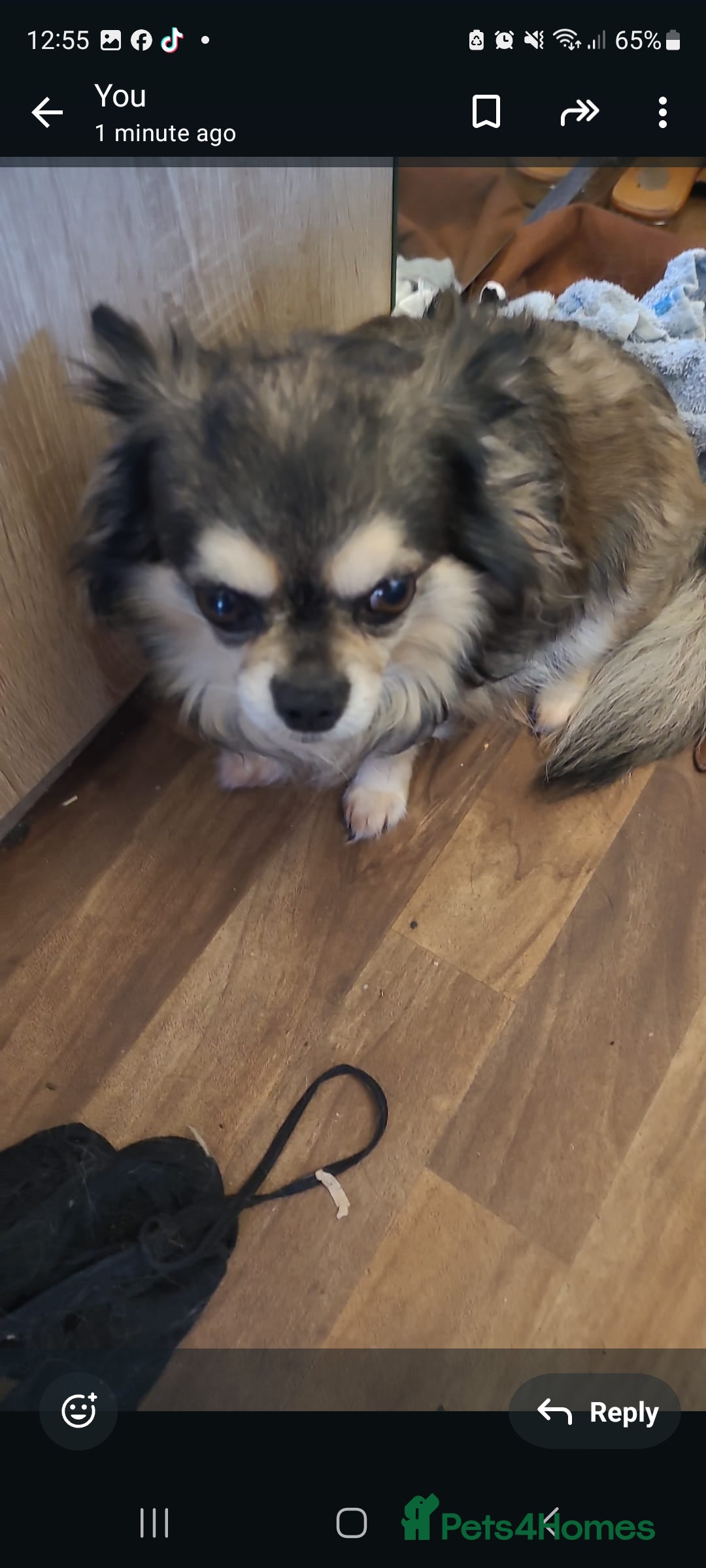 Pomchi dogs for sale: Pomchi puppys  - Image 7