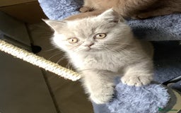 British Shorthair cats for sale: Champion line British Shorthair kittens. - Image 18