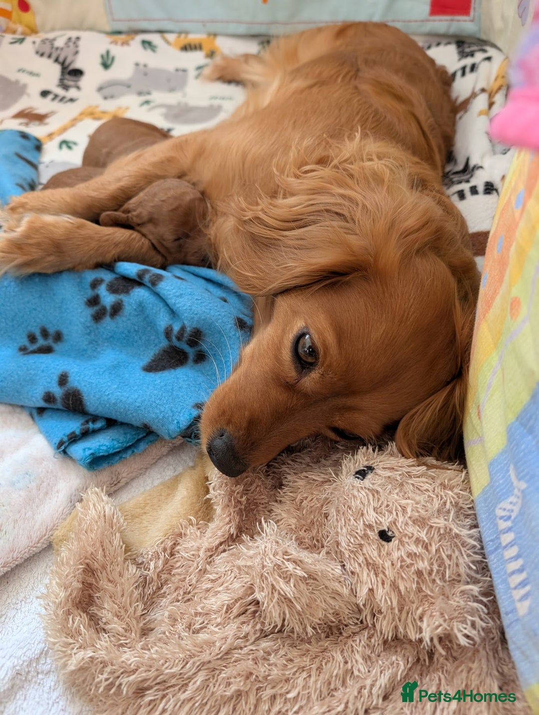 Cavapoo dogs for sale: F1B Deep Fox Red Puppies - Advert 4