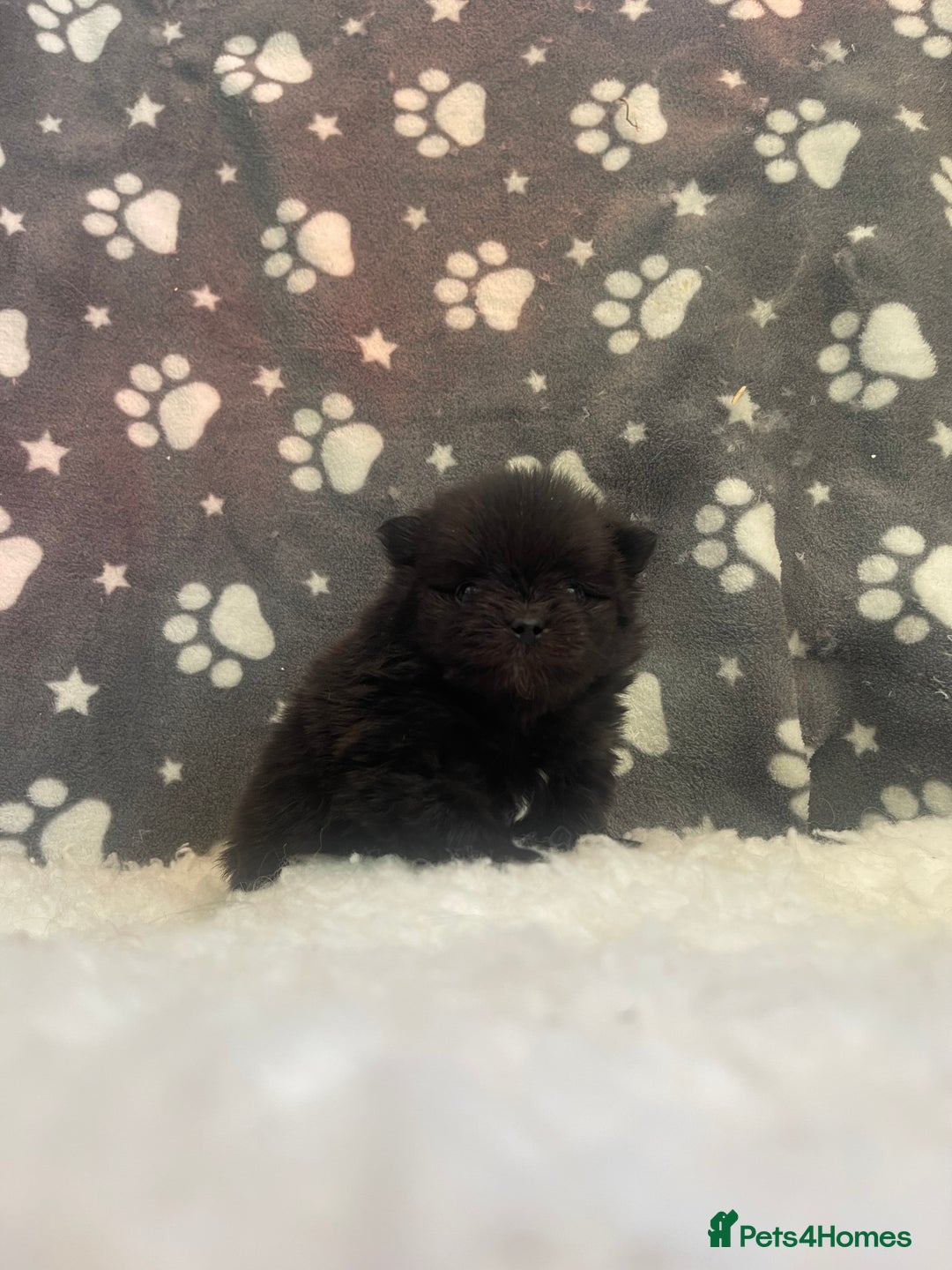 Pomeranian dogs for sale: Stunning litter merl Pomeranian - Image 11