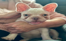 French Bulldog dogs for sale: READY NOW!! KC registered French bulldogs - Image 33
