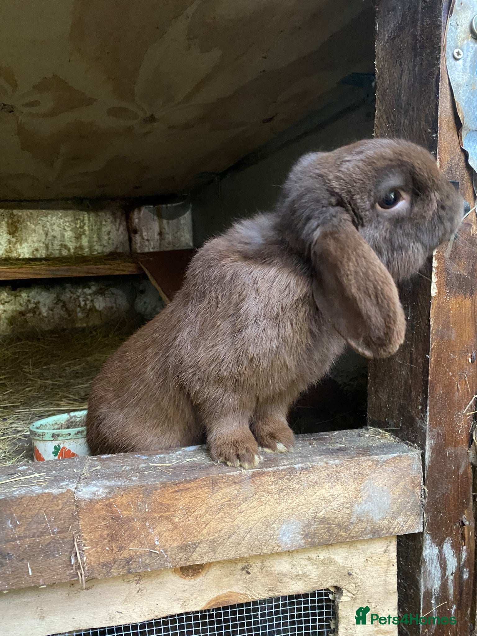 Mini Lop rabbits for sale: Proven Mini Lop Harlequin and Chocolate Bucks - Advert 3