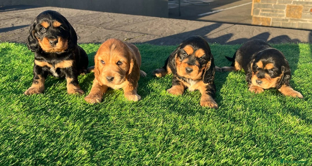 Cocker Spaniel dogs for sale: KC Registered Show Type Cocker Spaniels - Advert 6
