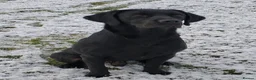 Labrador Retriever dogs for sale: Beautiful KC Registered Labrador Puppies - Advert 4