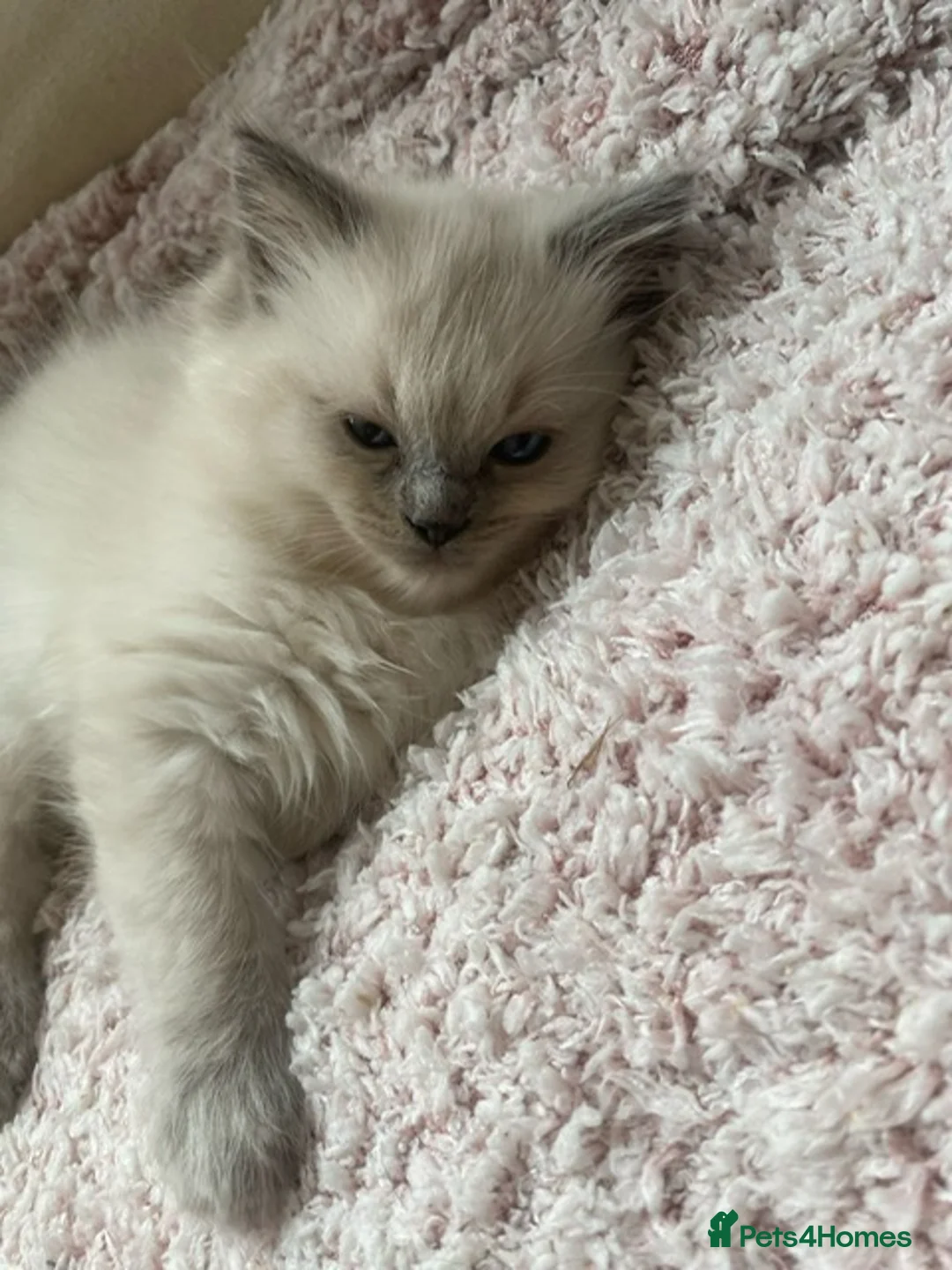 Ragdoll cats for stud: GCCF Reg. Blue point mitted Ragdoll Stud - JEEVES - Advert 21