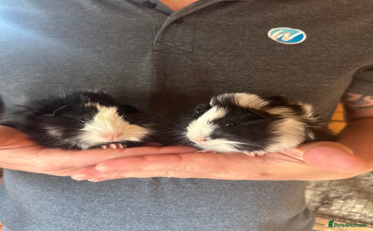 Guinea Pig rodents - Advert 1
