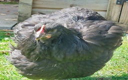 Chickens poultry for sale: Black Orpingtons 1xFemale & 1xMale  - Image 2
