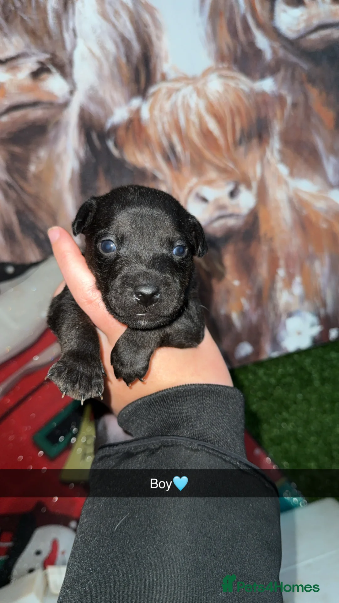 Patterdale Terrier dogs for sale: Beautiful patterdale terrier puppies  - Advert 2