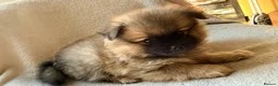 Pomeranian dogs for sale: Pomeranian boys looking for forever home  - Advert 2