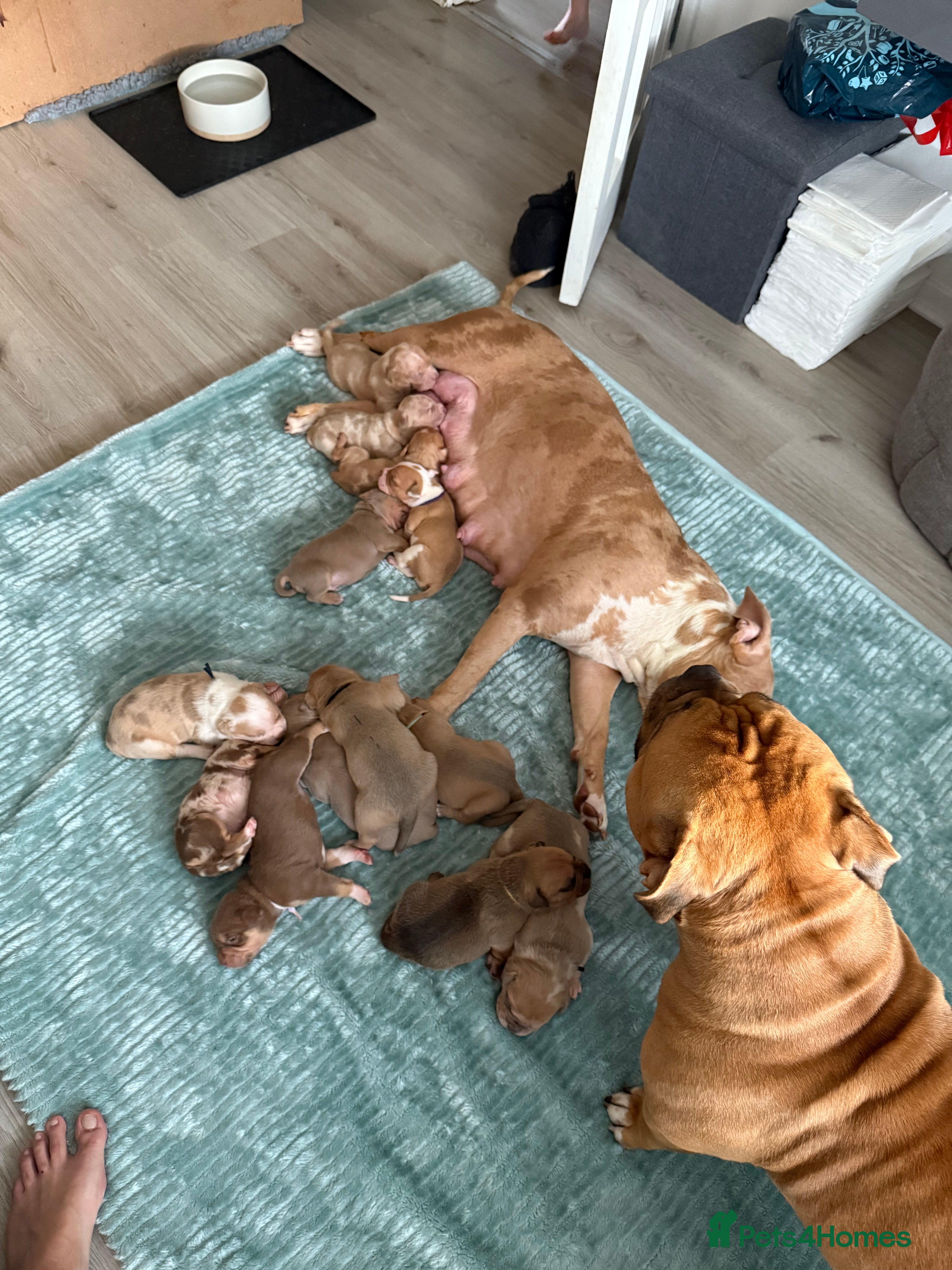 Mixed Breed dogs American Staffie X Olde English Bulldog Puppies - Advert 1