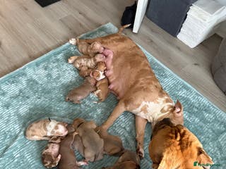 Mixed Breed dogs American Staffie X Olde English Bulldog Puppies - Advert 2