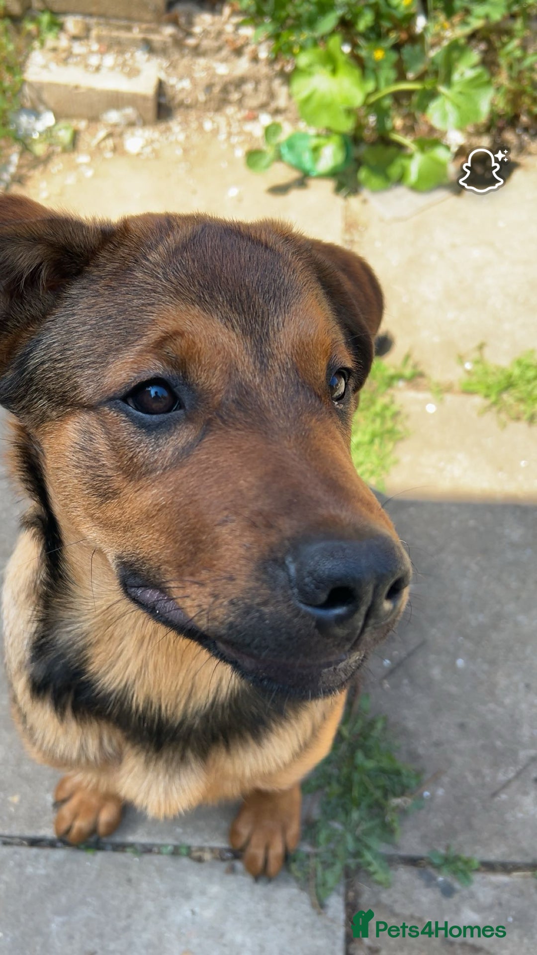 Mixed Breed dogs for sale: Rottweiler x Dutch shepherd  - Image 2