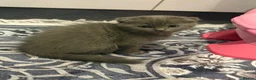 Mixed Breed cats for sale: ‼️ONLY £500 TODAY‼️Stunning Grey female  - Advert 7