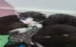 British Shorthair cats for sale: British short-hair kittens ready to be re-homed. - Image 3