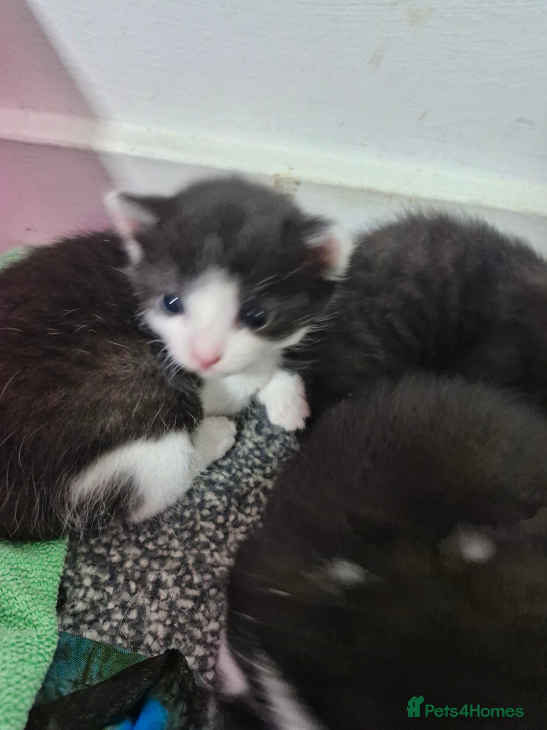 British Shorthair cats for sale: British short-hair kittens ready to be re-homed. - Image 3