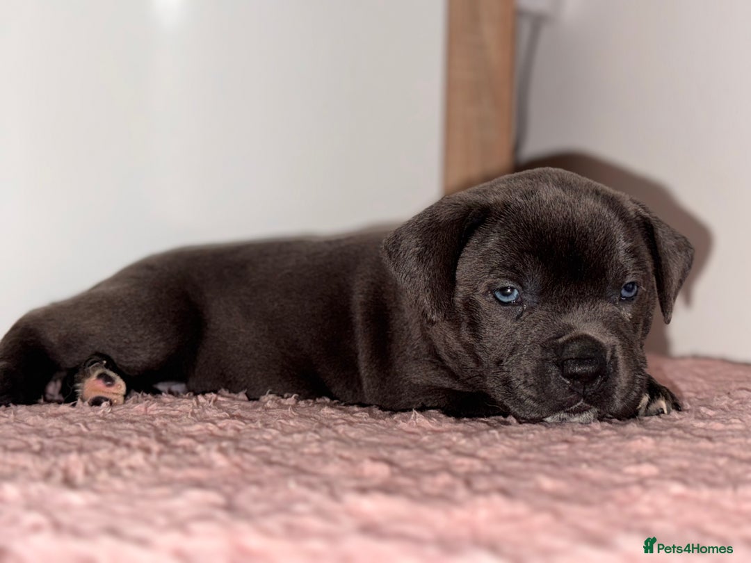 Staffordshire Bull Terrier dogs for sale: Blue staffy pup for sale - Image 2