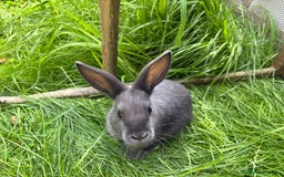 Mixed Breed rabbits for sale: Rex-lop cross bunnies only 3 left - Image 3