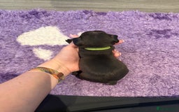 Mixed Breed dogs for sale: Frenchtons - Boston Terrier x Frenchie - Image 11