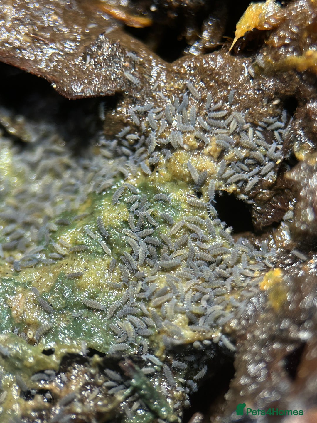 Mixed Breed invertebrates for sale: Isopods, Millipedes & Springtails - Image 17