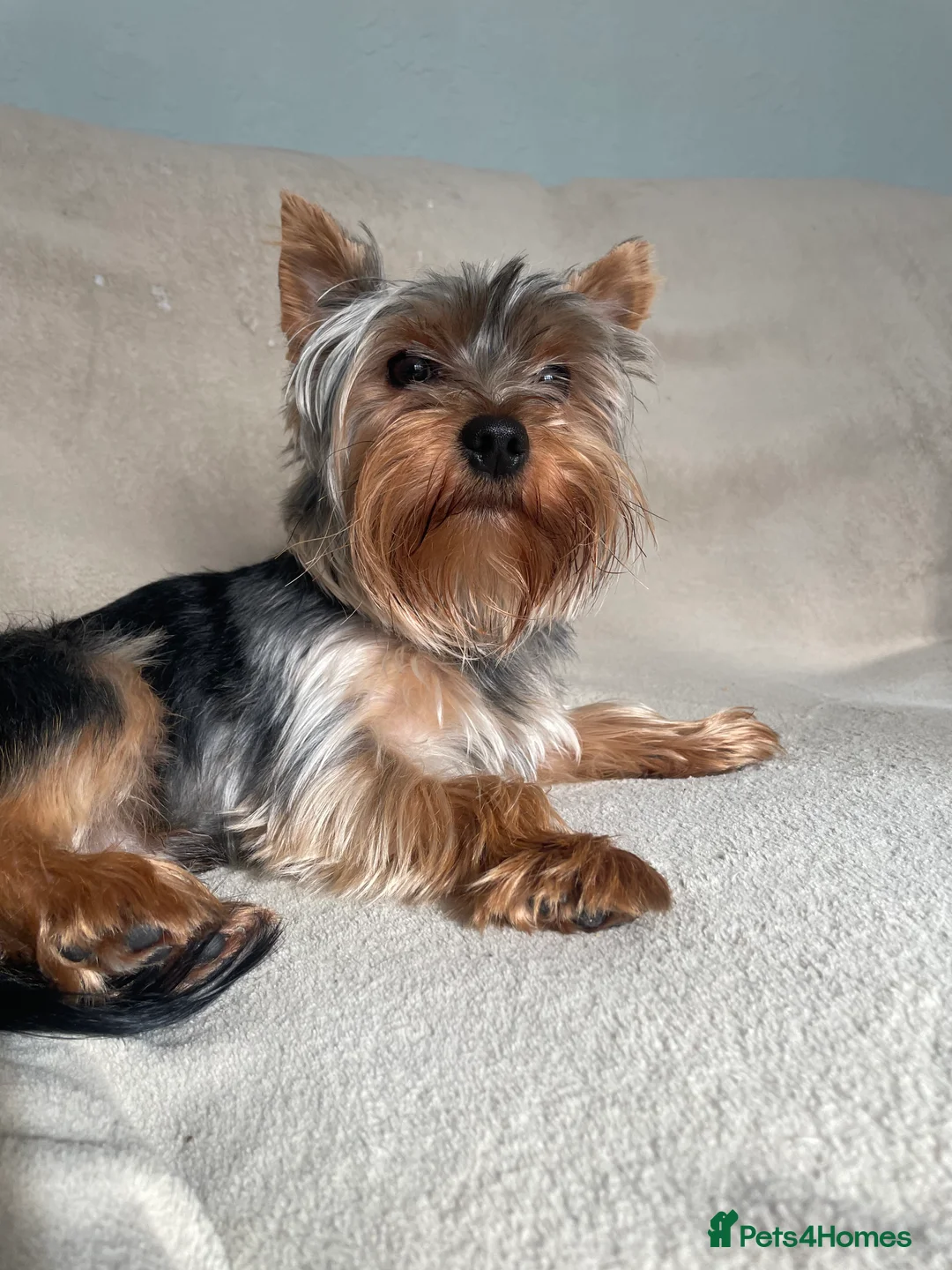 Yorkshire Terrier dogs for stud: HANDSOME SMALL YORKIE BOY FOR STUD in Dudley - Advert 2