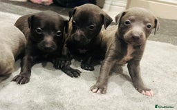 Italian Greyhound dogs for sale: Itlaian greyhound puppy's for sale - Image 3