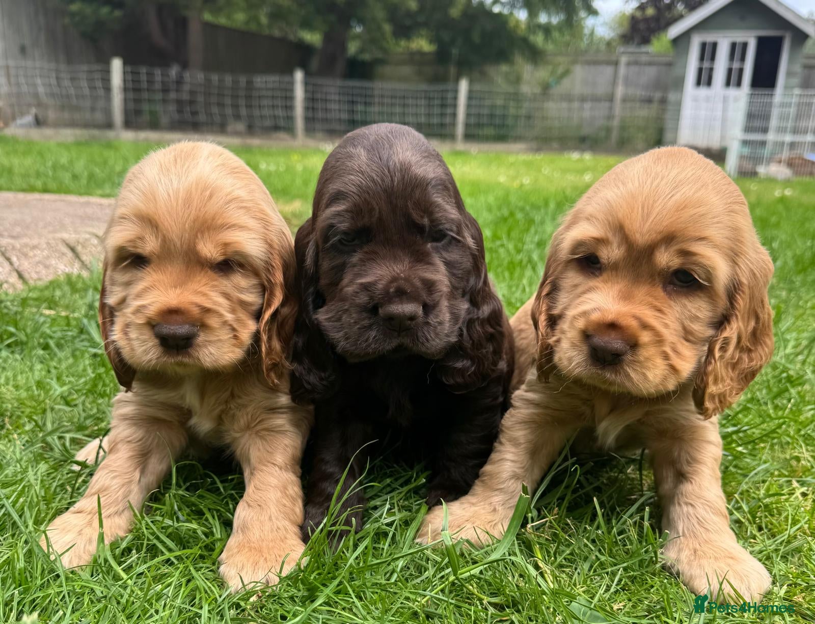 Cocker Spaniel dogs Quality Simbawood Lines TRUE Show Type Cockers - Advert 14