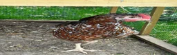 Chickens poultry for sale: Hybrid Hens - Advert 13