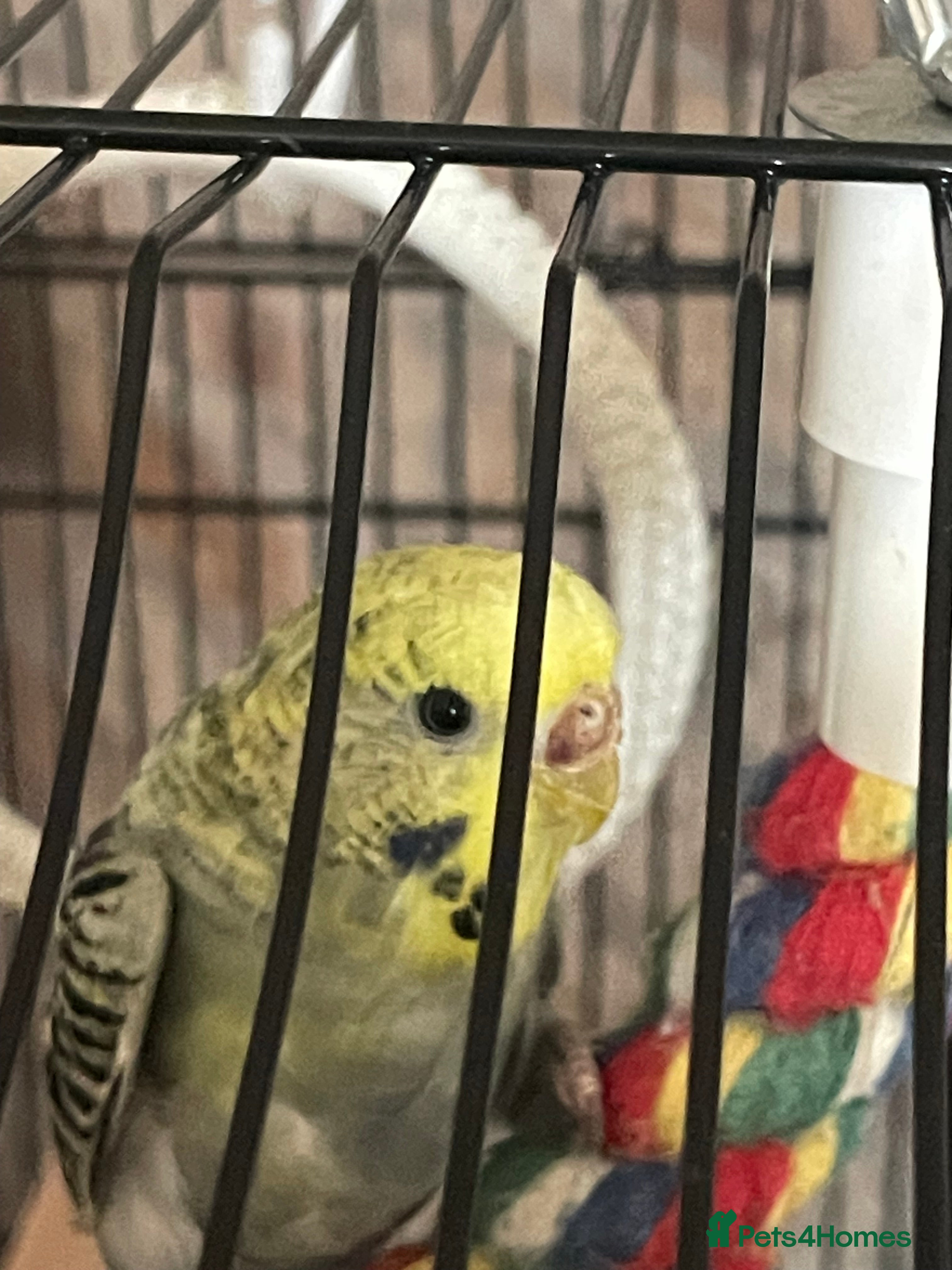 Budgerigars birds Beautiful hand tame baby female  - Advert 3