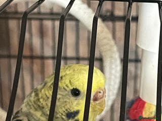 Budgerigars birds Beautiful hand tame baby female - Advert 4
