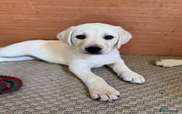 Labrador Retriever dogs for sale: 9 KC Registered White/Yellow Labrador puppies in Prestatyn - Image 3