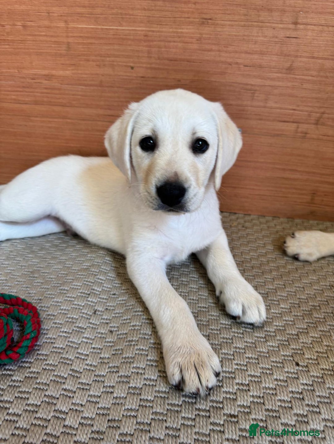 Labrador Retriever dogs for sale: 9 KC Registered White/Yellow Labrador puppies in Prestatyn - Image 3