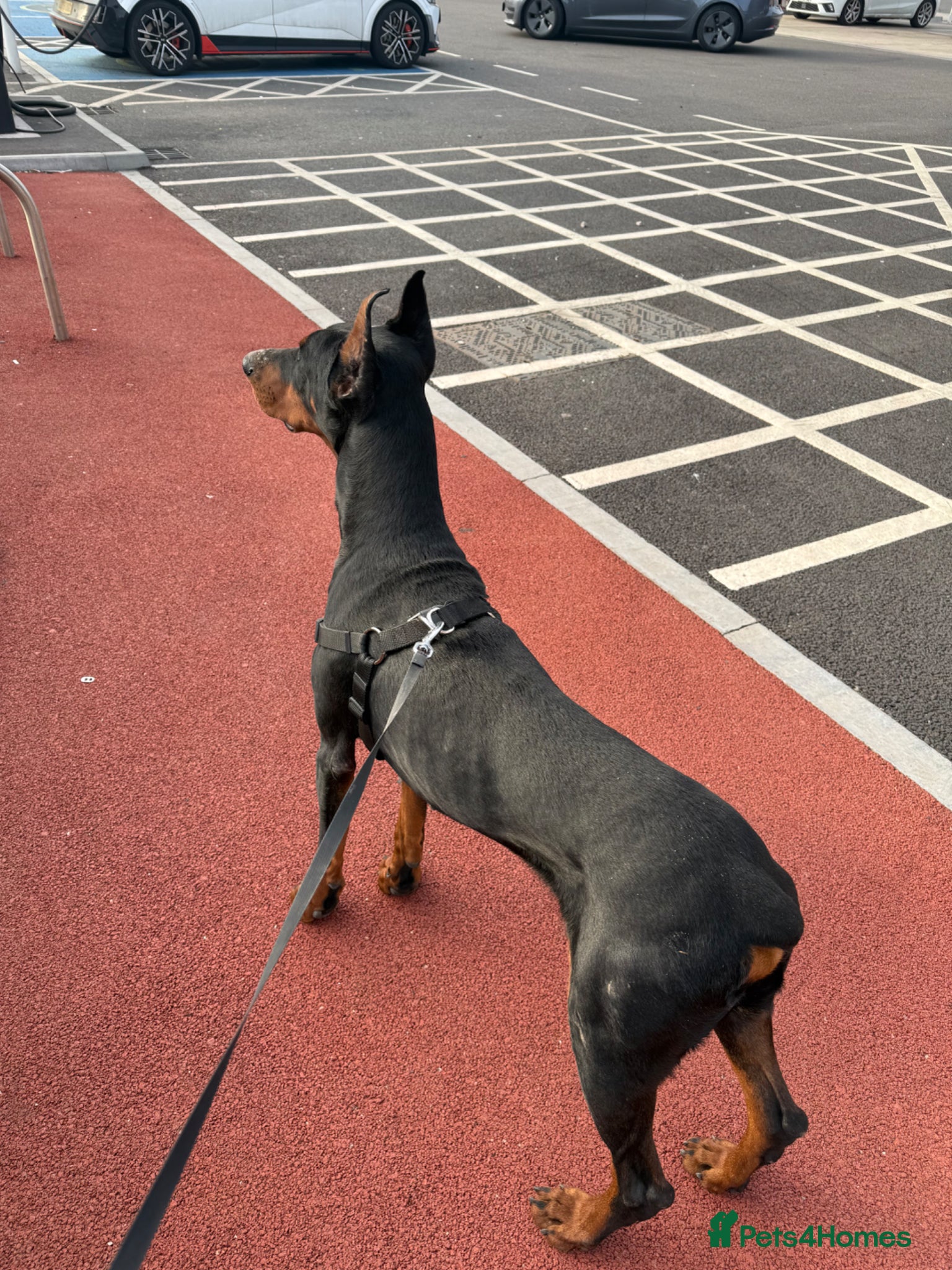 Dobermann dogs Doberman stud  - Advert 1