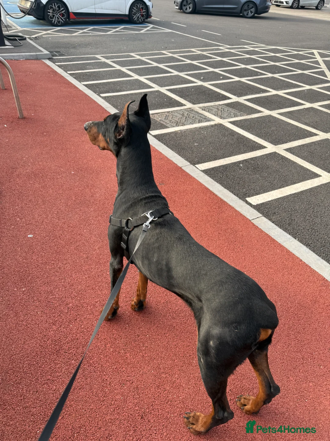 Dobermann dogs for stud: Doberman stud  - Advert 1