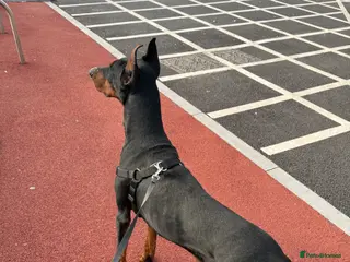 Dobermann dogs Doberman stud - Advert 1