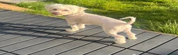 Maltese dogs for stud: Dog for stud in Glasgow - Advert 3
