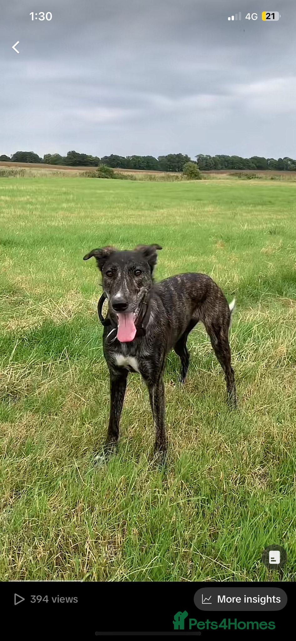 Lurcher dogs 10 Lurcher puppys - Advert 10