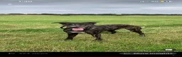 Lurcher dogs for sale: 10 Lurcher puppys - Advert 1