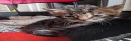 Mixed Breed cats for sale: Mixed Maine Coon Kittens  - Advert 15