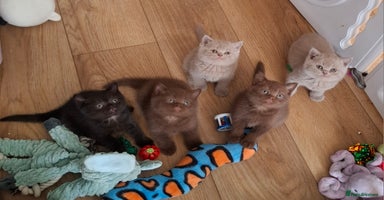 British Shorthair cats in Swadlincote - Advert 7