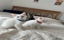British Shorthair cats for sale: 2 Beautiful British Kittens - Image 3