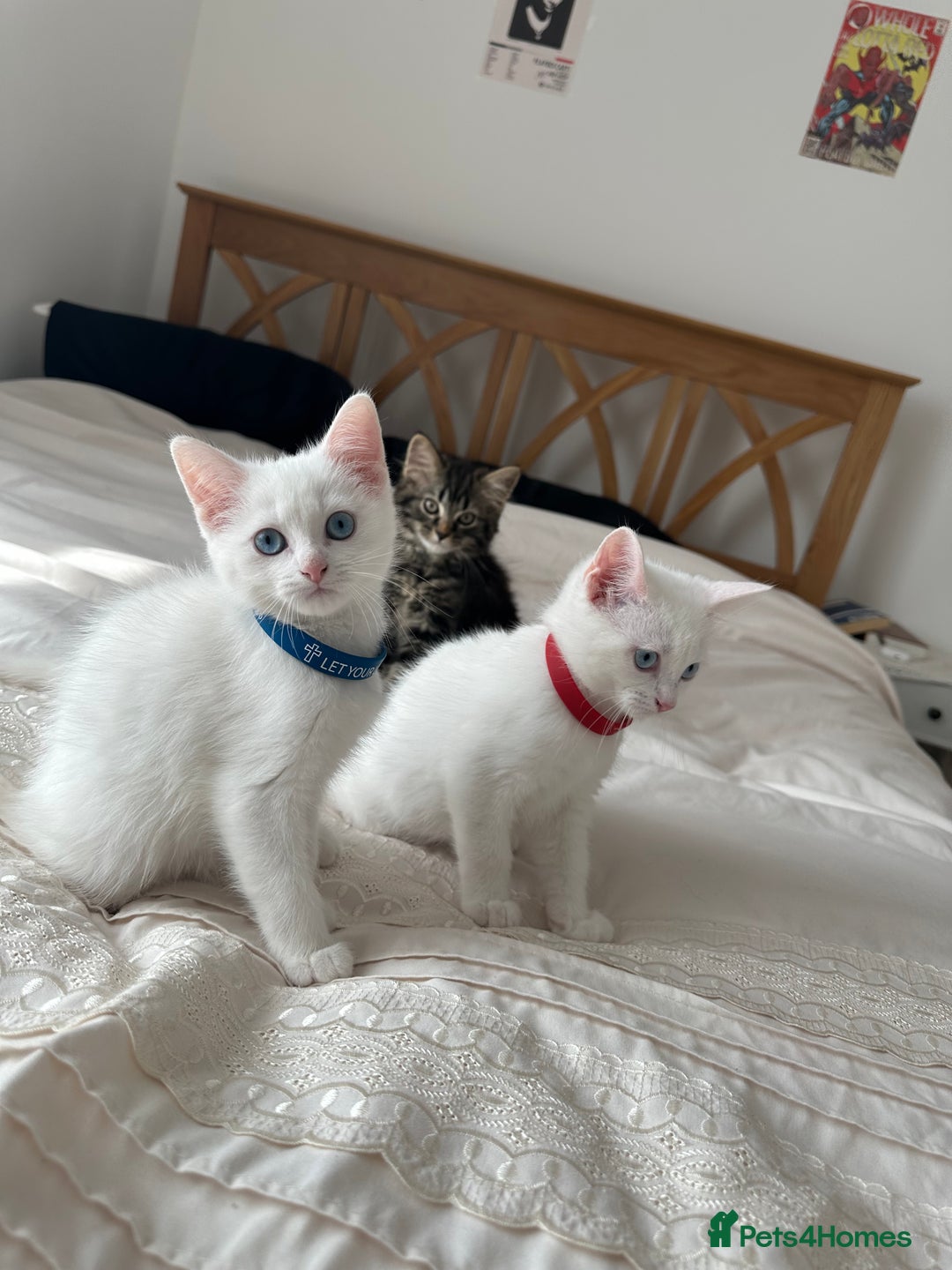 British Shorthair cats for sale: 2 Beautiful British Kittens - Image 3