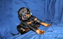 Dobermann dogs for sale: Best quality European Doberman Puppies  - Image 2