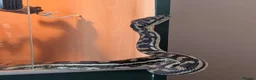 Python Snake reptiles for sale: Male Carpet Python needs his Forever Home in Barnstaple - Advert 2