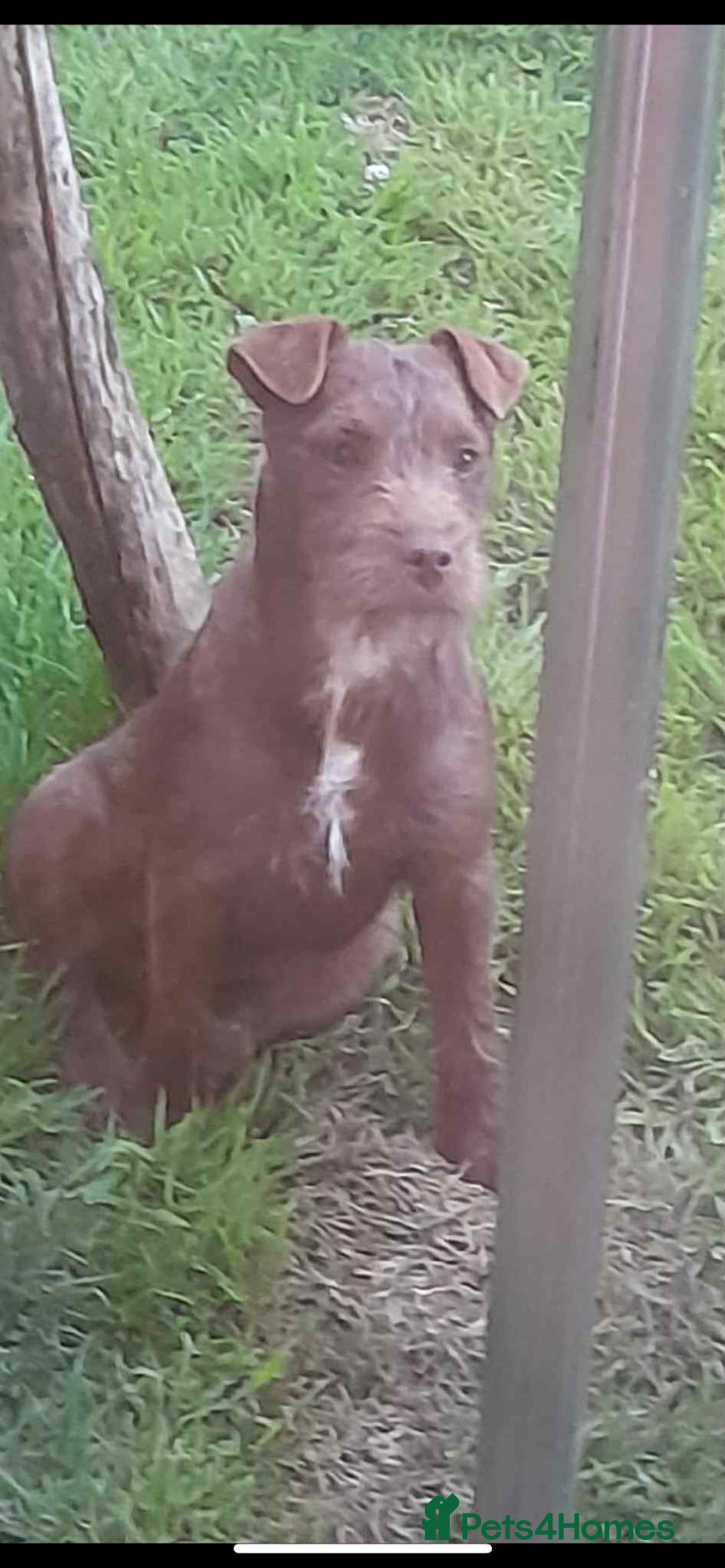 Mixed Breed dogs for sale: Chocolate lakeland Patterdale bitch  - Image 2